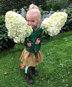Геркулес Гортензия метельчатая