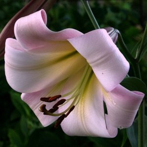 Истерн Мун Роскошная декоративность! Неприступная красавица с крупными цветками, диаметром 30 см, нежно-розовые с желтым горлом, имеет приятный аромат, высота- 120 см.