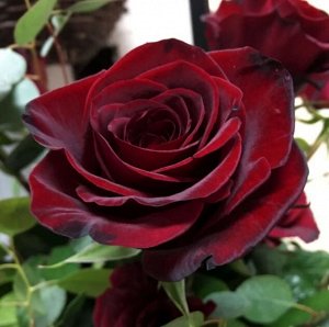 Роза Чайно-гибридная Черная Магия (Код: 12374)