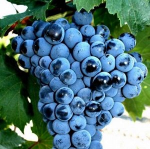Виноград Первенец Амура неукрывной (Код: 80383)