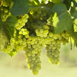 Виноград Шардоне Блан P9 (Код: 87407)