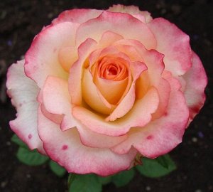 Роза Чайно-гибридная Дуэт (Код: 4117)