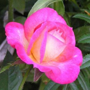 Роза Чайно-гибридная Контики (Код: 7849)