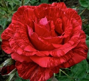 Роза Чайно-гибридная Ред Интуишн (Код: 5536)