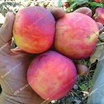 Алтайское Румяное