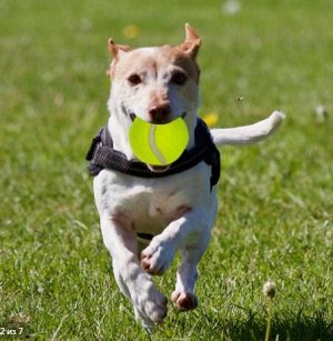 Игрушка "теннисный мяч" для собак