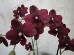 Орхидея фаленопсис Phal. Black Bird HCC/OIOS