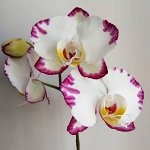 Phal. Black Lightning Flash