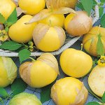 ПС Физалис Амарилла овощной~25394