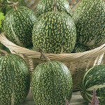 ПС Фицифолия~25320