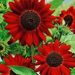 ПС Подсолнух декоративный Вельвет~25099