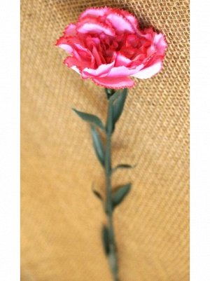 Гвоздика розовая 70см