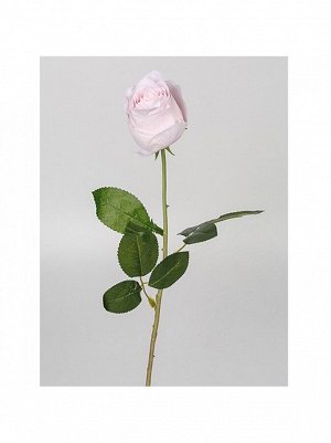 Роза болгарская 68 см 1 шт цв бледно - розовый