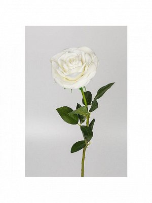 Роза Квин 70 см1 шт цв белый