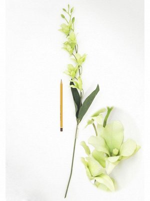 Орхидея узкий лист