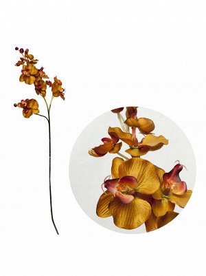 Орхидея крупная цветок искусств.