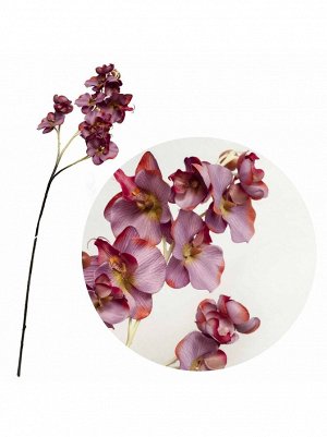 Орхидея крупная цветок искусств.