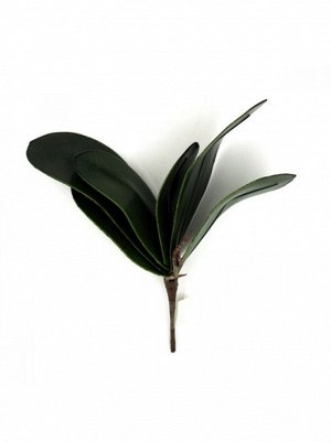 Листья орхидеи Фаленопсис 30 см