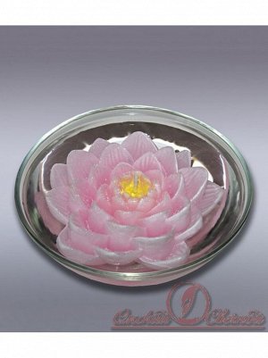 Лилия плавающая розовая свеча