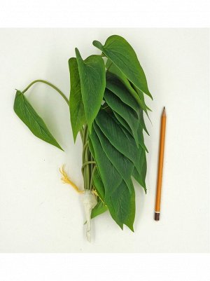 Антуриум листья 26 см цвет зеленый HS-33-17
