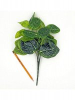 Фиттония куст 35см