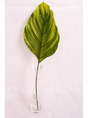 Лист спатифиллум 27 х 18 см