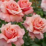 Роза флорибунда Боттичелли