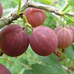 Крыжовник  Смена