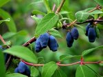 Жимолость съедобная (Серия Северный Сад) Фиалка