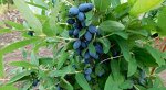 Жимолость съедобная (Серия Северный Сад) Волшебница