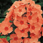 Флокс Orange Perfection  в горшочке