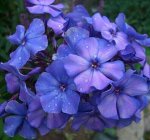 ФЛОКС Blue Boy