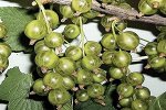 Изумрудное Ожерелье