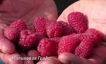 Малиновая Гряда (ремонтантная)