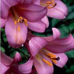 ЛИЛИЯ Pink Perfection  трубчатая