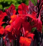КАННА БОЛЬШАЯ RED KING HUMBERT