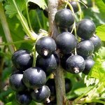 Смородина черная перспективные сорта  Геркулес