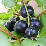 Смородина черная перспективные сорта Селеченская - 2