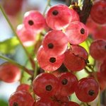 Смородина красная   Голландская розовая