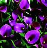 Зантедеския/ Калла Grape Velvet