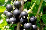 Смородина черная   Гулливер