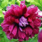 КЛЕМАТИС Purpurea Plena Elegans        QE