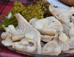 Грузди соленые