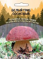 Грибы Белый Гриб Сосновый (ССПК) (Популярный,обладает отменными пищевыми качествами,растёт до первых заморозков)