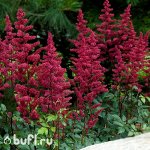 АСТИЛЬБА Burgundy Red