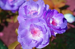 Блю Фор Ю(Blue for You)