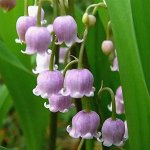 ЛАНДЫШ Rosea