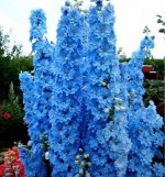 ДЕЛЬФИНИУМ МDarwin&#039;s Blue Indulgence
