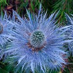 СИНЕГОЛОВНИК Blue Jackpot