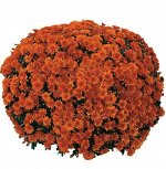 ХРИЗАНТЕМА Conaco Orange